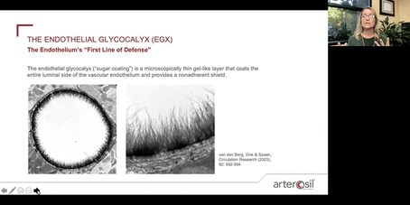 Image of the endothelial glycocalyx, hair-like projections lining the inside of every blood vessel