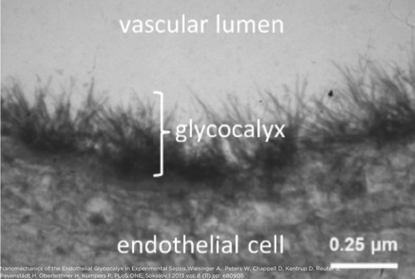 Glycocalyx Photo Showing Its Location In the Blood Vessels