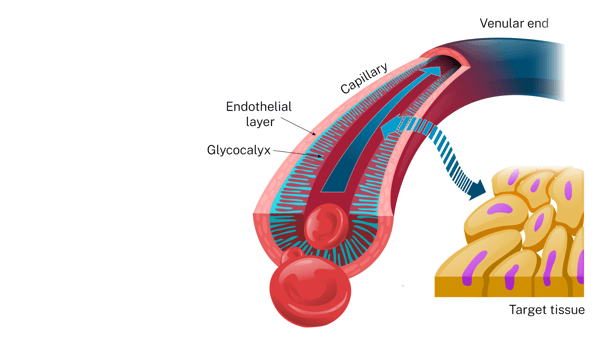 Tissue [erfusion through the endothelial glycocalyx